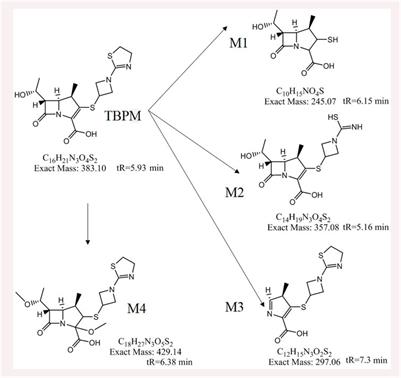 Pharmacokinetics, Urinary Excretion, and Pharmaco-Metabolomic Study of Tebipenem Pivoxil Granules After Single Escalating Oral Dose in Healthy Chinese Volunteers